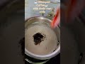 ☕Strong Coffee ☕ with deshi Style