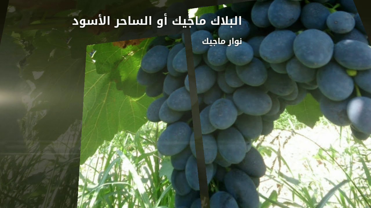 أصناف العنب 09:  بلاك ماجيك (Black Magic) تقليم تربية صفات أمراض آفات