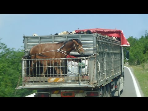 Βίντεο: Όλα για τα άλογα: πώς να σχεδιάσετε