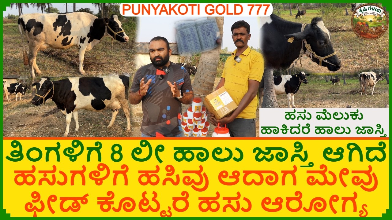 ತಿಂಗಳಿಗೆ 8 ಲೀ ಹಾಲು ಜಾಸ್ತಿ ಆಗಿದೆ | ಹಸುಗಳಿಗೆ ಹಸಿವು ಆದಾಗ ಮೇವು ಫೀಡ್ ಕೊಟ್ಟರೆ ಹಸು ಆರೋಗ್ಯ | Feed for Cows