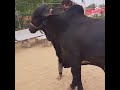 Black Beauty 🖤 || #shorts #viralshorts #short #bigbull #cattle ✨✨🖤