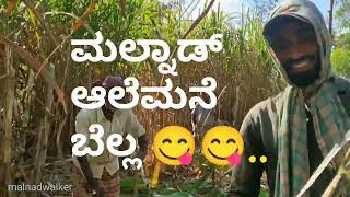 ಮಲೆನಾಡ ಆಲೆಮನೆ I ಬೆಲ್ಲ I malnad alemane I organic jaggery making video I ಶಿವಮೊಗ್ಗ I ಸಾಗರ I