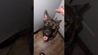 He doesn’t like Bluetooth petting#puppy #dog #funnydog #goldenretriever