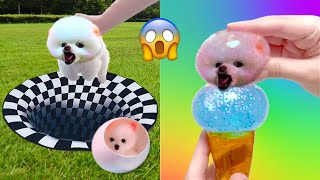 Funny and Cute Dog Pomeranian 😍🐶| Funny Puppy Videos #371 by Pets Mini 3,361 views 9 months ago 8 minutes, 36 seconds