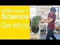 Genetics | NCEA Level 1 Science Strategy Video | StudyTime NZ