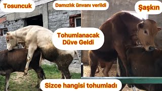 Doğal Yolla İnek Tohumlama Tosunlar Çildirdi