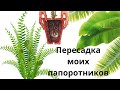 Пересадка и перевалка комнатных папоротников (нефролеписов)