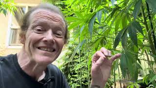 Outdoor Growing 2026 and Beyond—Berfelo Genetics for Your Future 🌱