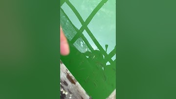 Ae câu cá nâu chắc khoái khúc này