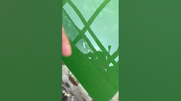 Ae câu cá nâu chắc khoái khúc này