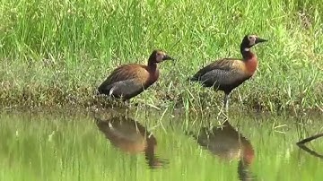 WHITE-FACED WHISTLING-DUCK (DENDROCYGNA VIDUATA), IRERÊ,  Birds in the pond.
