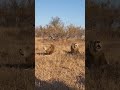 Los Machos Talamati Y Nkuhuma Anunciando Su Presencia рџ Ѓрџ Ѓрџ Ќ MalaMala Game Reserve рџ Mashelemark Los Machos Talamati Y Nkuhuma Anunciando Su Presencia рџ Ѓрџ Ѓрџ Ќ MalaMala Game Reserve рџ Mashelemark