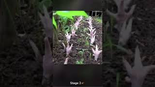 Mr farmer grows a chicken  tree( first step  bury the eggs in a garden#viralvideo #memes #funny