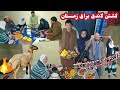 بلاخره لاندی قدیتی امسال هم آماده شد کشتن لاندی برای زمستان و آشپزی انیس گل 