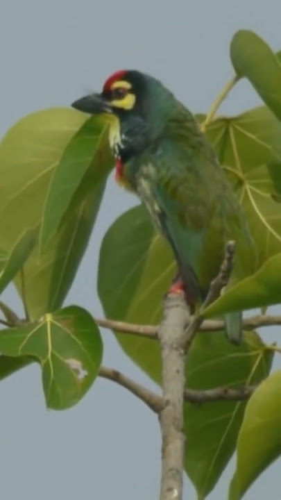 Burung Takur Ungkut Ungkut / Coppersmith barbet