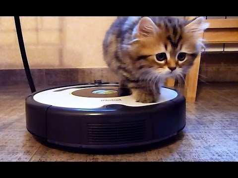 Cute Kittens Cleans The Kitchen on a Roomba