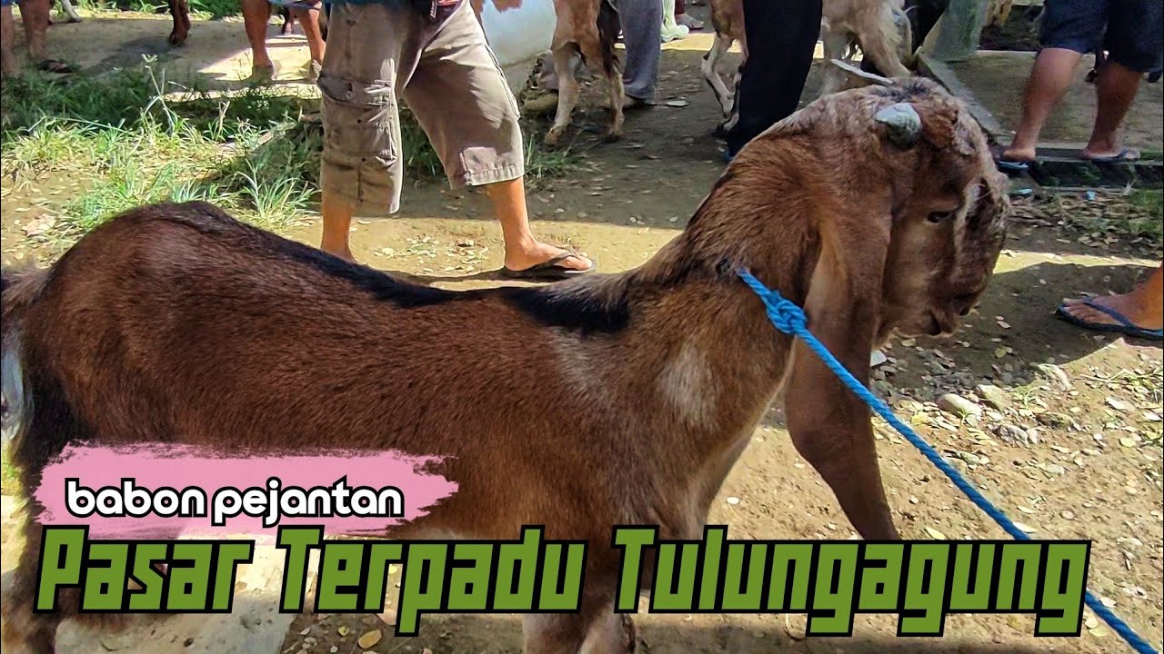 PEJANTAN BABON PASAR TERPADU TULUNGAGUNG ????