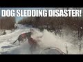 What Happens When You Fall Off Your Dog Sled | A Musher's Nightmare! What Happens When You Fall Off Your Dog Sled | A Musher's Nightmare!