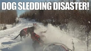 What Happens When You Fall Off Your Dog Sled | A Musher No dogs were harmed or injured during this video! Have you ever wondered what happens to your dog team after you fall off the