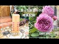 【成長記録】春に買ったバラの新苗が花を咲かせました!