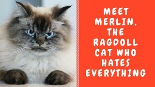 Meet Merlin, The Ragdoll Cat Who Hates Everything