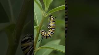 🐛Life of a Butterfly 🦋 Lifecycle of Butterfly🦋 From Egg to Wings | Unbelievable Transformation✨