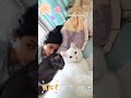 My cats, my best friends... #friends #fyp #friendsforever#shortsyoutube
