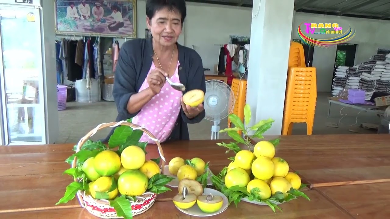 เจ้าของสวนป้าสายหยุด จ.ตรัง เปิดสวนลูกอะบิวผลไม้นำเข้าจากไต้หวัน ที่กำลังสุกให้กินฟรี