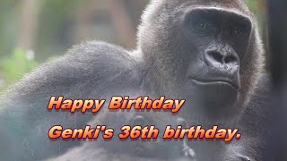 Mother gorilla Genki is 36 years old. Happy birthday!　Here is a permanent video of Genki!