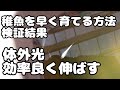 【メダカ飼育】稚魚を早く育てる方法の検証結果とめだか夢や流の体外光の伸ばし方