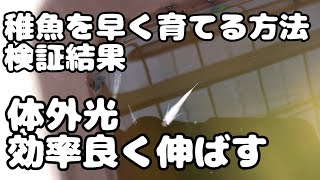 【メダカ飼育】稚魚を早く育てる方法の検証結果とめだか夢や流の体外光の伸ばし方