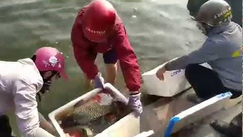 Người Hà thành dìu cá chép ra hồ Tây tiễn ông Công ông Táo