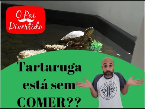 Vídeo: Por Que A Tartaruga Não Come