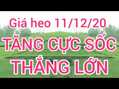 Giá heo (lợn) ngày 11 tháng 12 năm 2020. Giá heo (lợn) tăng cực sốc người nuôi kinh ngạc