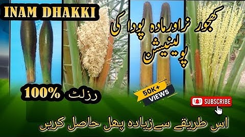 Pollination Easy and Effective Method |Date Palm Pollination- Easy and Effective Method