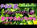 石垣島の木の実で果実酒を作ろう！！