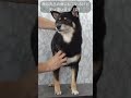 柴犬さん抜毛そろそろ終わり