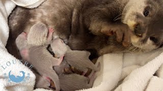 Baby Otters Exploring for Milk!