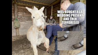 Donkey as a wedding gift! And Then terrorised !