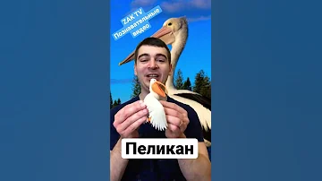 Почему пеликаны не могут нырять под воду и зачем им такой большой клюв?