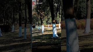 Why is white paint applied to trees?#shorts#facts