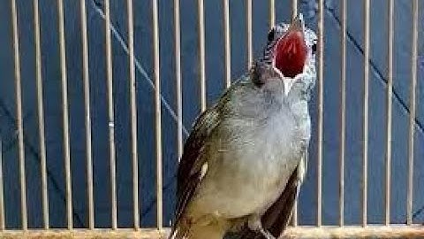 Kapas tembak gacor fighter nembak sadis panjang banget