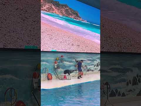 Dubai dolphinarium #dubai#dolphinarium