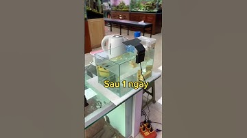 Thả cá nước ngọt vào nước mặn có sao không? #cacanh #cabinhtich #cacanhlyly #ca