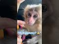 【衝撃の可愛さ】人生初のバナナを一口食べた赤ちゃん猿の反応が…!?Baby’s First Banana! 🍼🍌 Is it a thumb’s up? #cute #shorts #baby