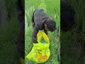 #ytshort #viral_video #trendingshorts #farmerlife #farmerwork