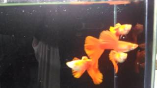 1060329 全紅白子-2