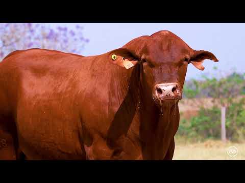 LOTE 23 - ZT 7018