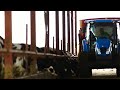 Молочные фермы Грузии Georgian dairy sector