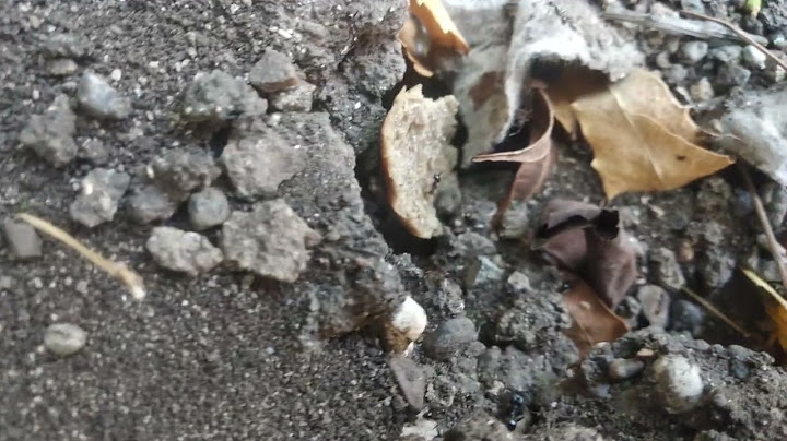 how ant colonies evacuate during cold